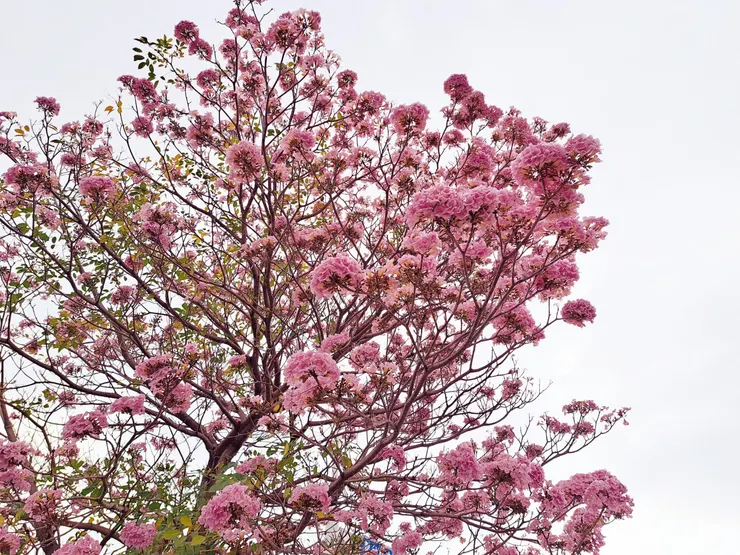 霉女拍攝於2024.04.06