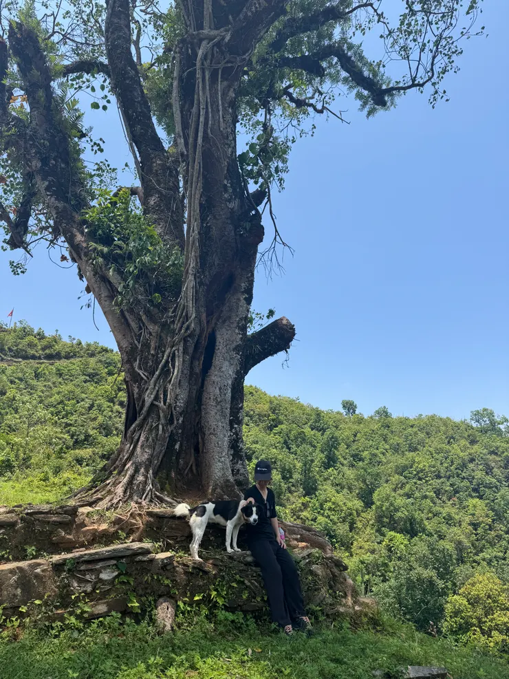 與嬉皮見面的大樹