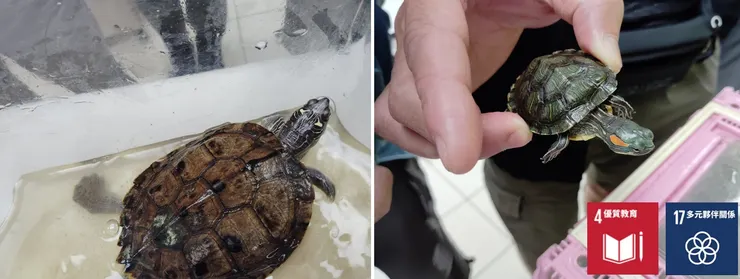 地圖龜(左)與紅耳龜(右)，都是現存於青公水域內的外來水族