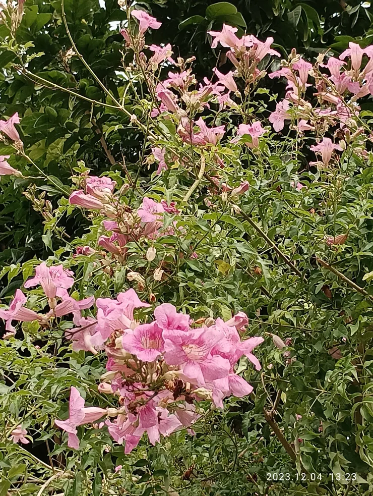 高牆紫雲花攀依