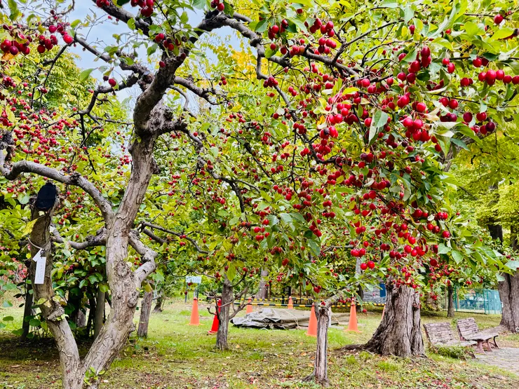 植物園裡的蘋果樹