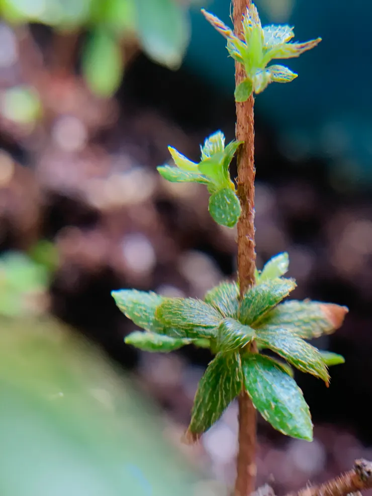 每個新生的綠，都是對昨日溫柔的應答。