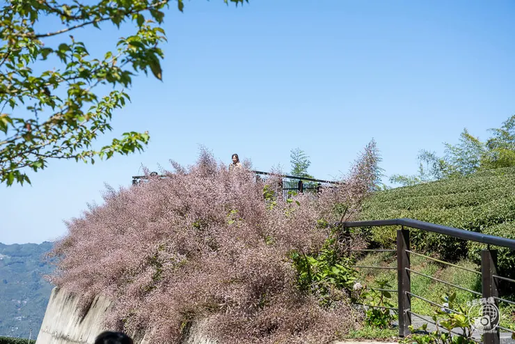 竹林茶席,瑞里茶席,瑞里茶葉,瑞里體驗,瑞里綠色隧道,綠色隧道,瑞里秘境,竹林小徑,瑞里竹林,阿里山秘境,瑞里景點,阿里山景點,嘉義景點,阿里山步道,瑞里步道