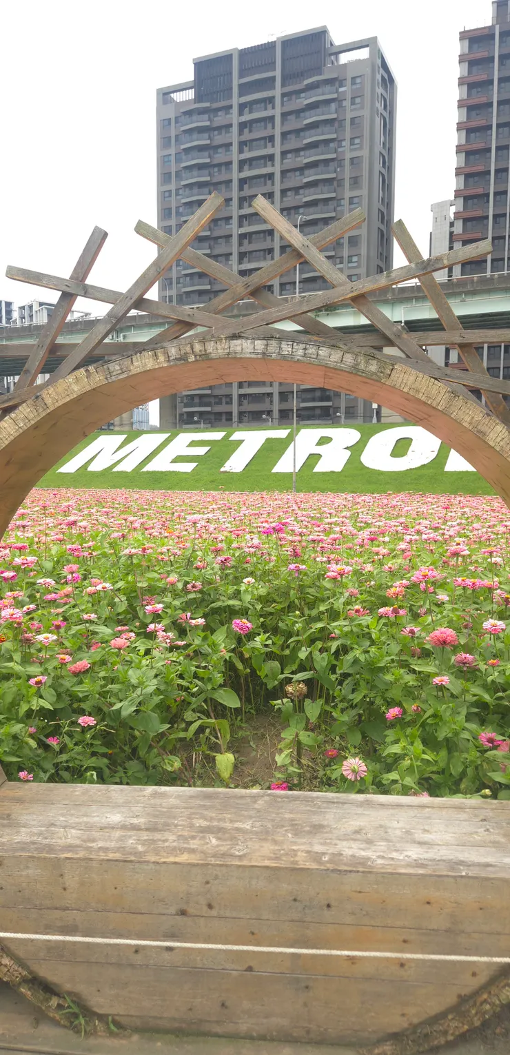 百日草的繽紛：粉色、紅色、紫色的百日草交織在一起，透過木製拱門望去，就像一幅裝進框裡的風景畫。