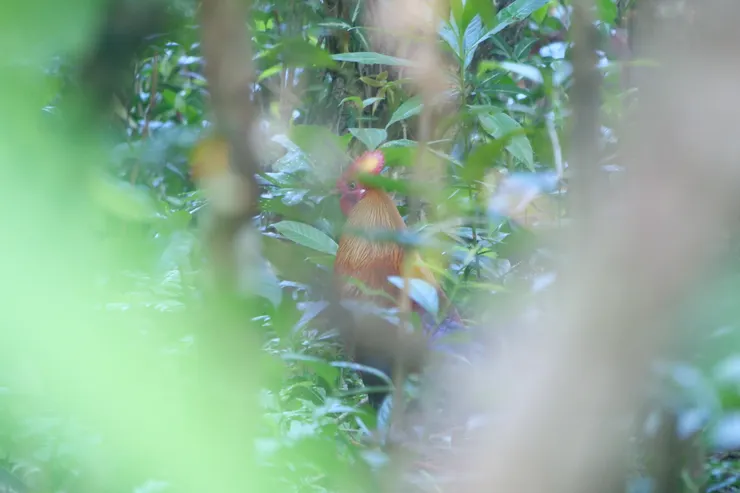 斯里蘭卡國鳥 Sri Lanka Junglefowl 斯里蘭卡獨有種