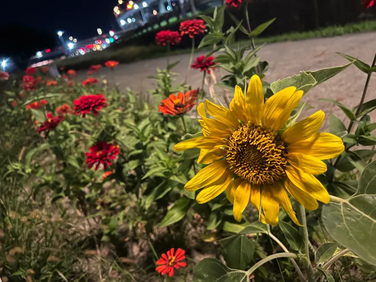 波斯菊花田裡有間諜