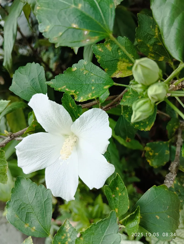 柳永詞中的蕣華即木槿