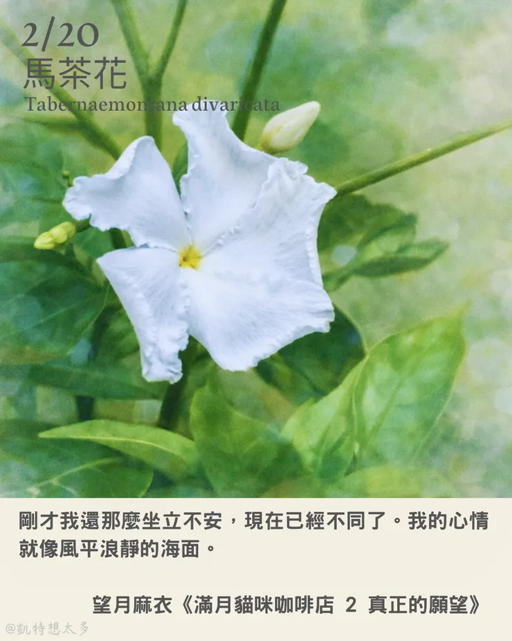 馬茶花×望月麻衣《滿月貓咪咖啡店 2 真正的願望》