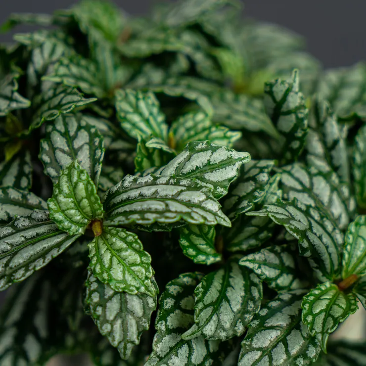 冷水花 (Pilea cadierei) : 能清楚看見葉片上銀色脈絡。這種植物帶有一種**「銀色金屬感」**,非常適合搭配現代風格的銀色筆電或簡約書桌。