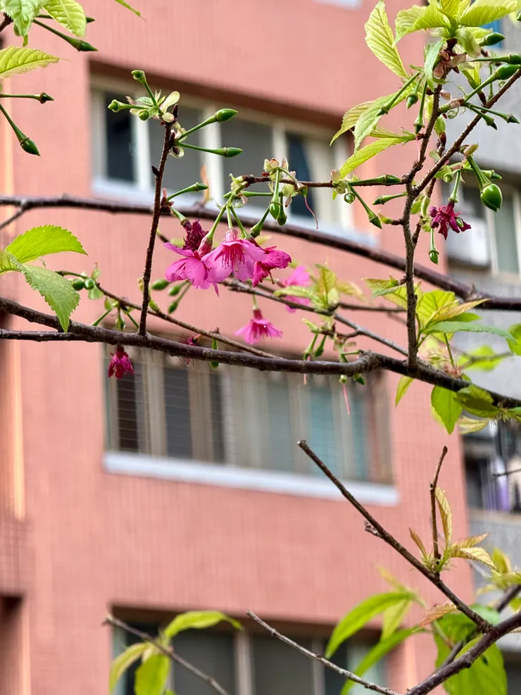 山櫻：每朵花都只有一層花瓣，為台灣原生種。