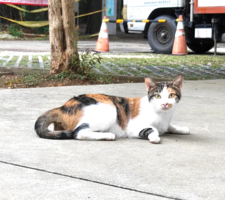 某天隨手拍下的天堂一員