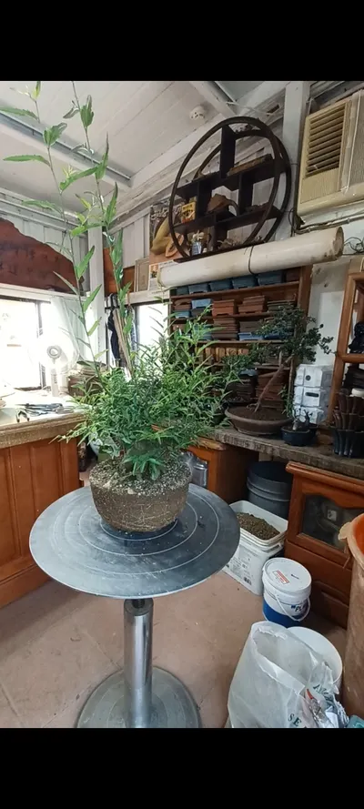 中小品石朴修剪換土洗根配盆整理記錄