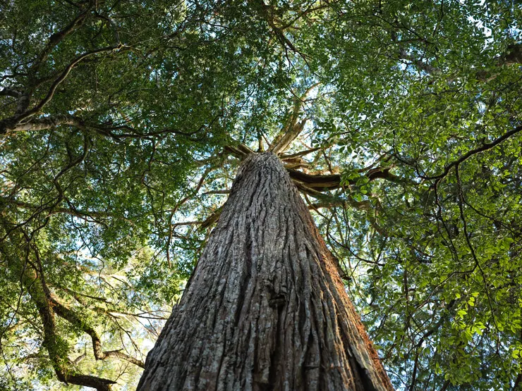棲蘭170林道附近的巨大扁柏，讓我想起了美國西岸巨杉森林的樣貌。  這抱著樹幹仰望巨木的視角，那放射狀生長的美麗側枝，不正是地球上最美的永恆煙火嗎？  難怪我會這麼喜歡大樹。