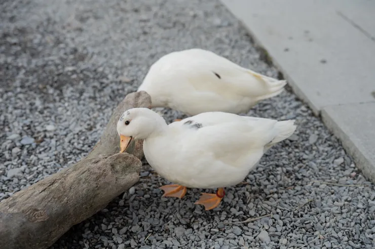 星夢森林劇場鴨子