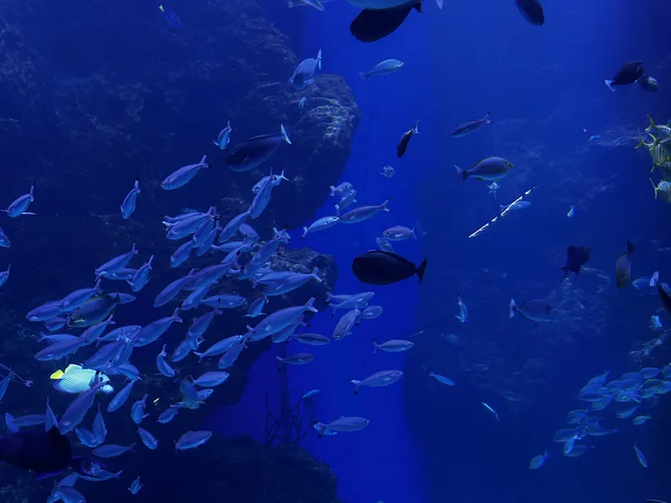 近距離看大魚缸