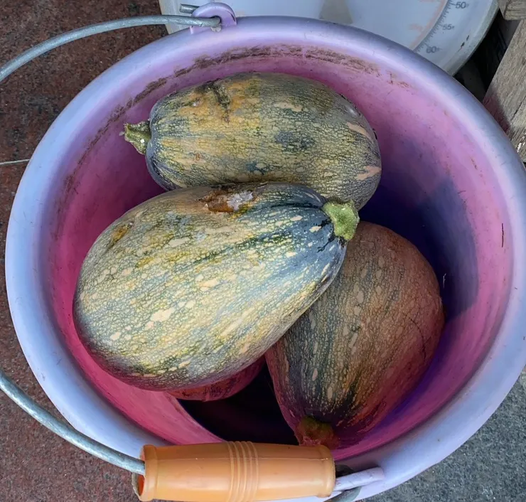 隔壁大嬸送來自己種的南瓜