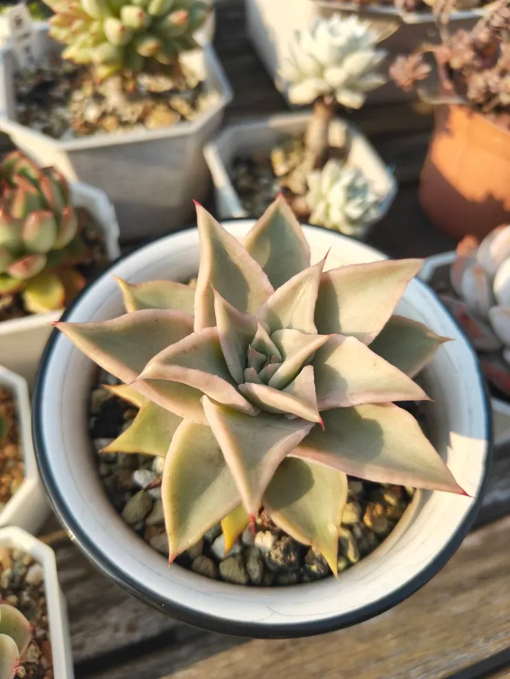 春天的馬迪巴終於沒有去年夏天的烤焦感了 XD