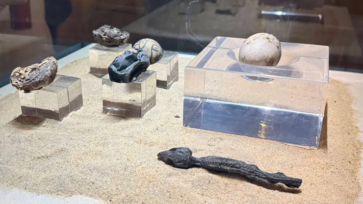 鱷魚但和夭折的鱷魚