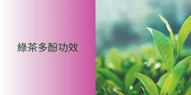 森崎SENGI-綠茶多酚的功效