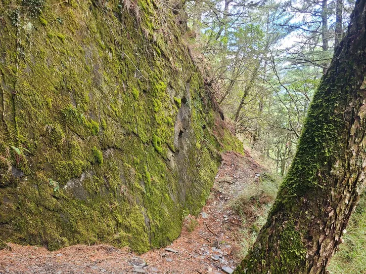 一開始要走在稜右側腰繞大石壁的路還挺正常的,但之後開始難走了,要留意一下。後續就在鑽路所以沒拍照,都在茂密箭竹、芒草中