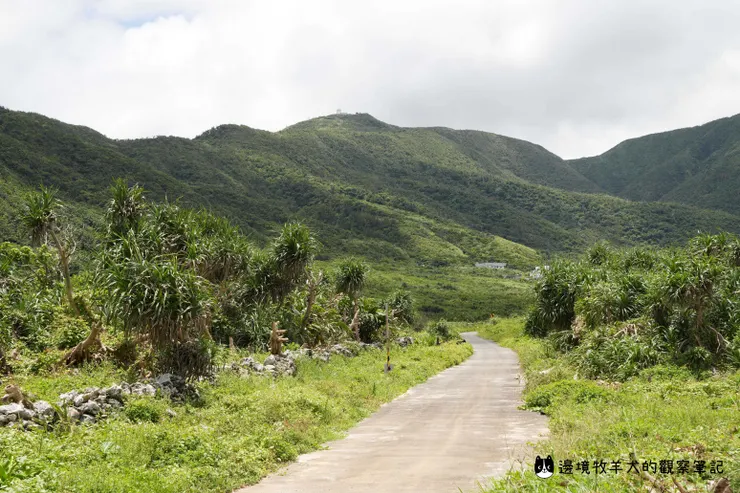 蘭嶼沿途可見長滿了林投樹