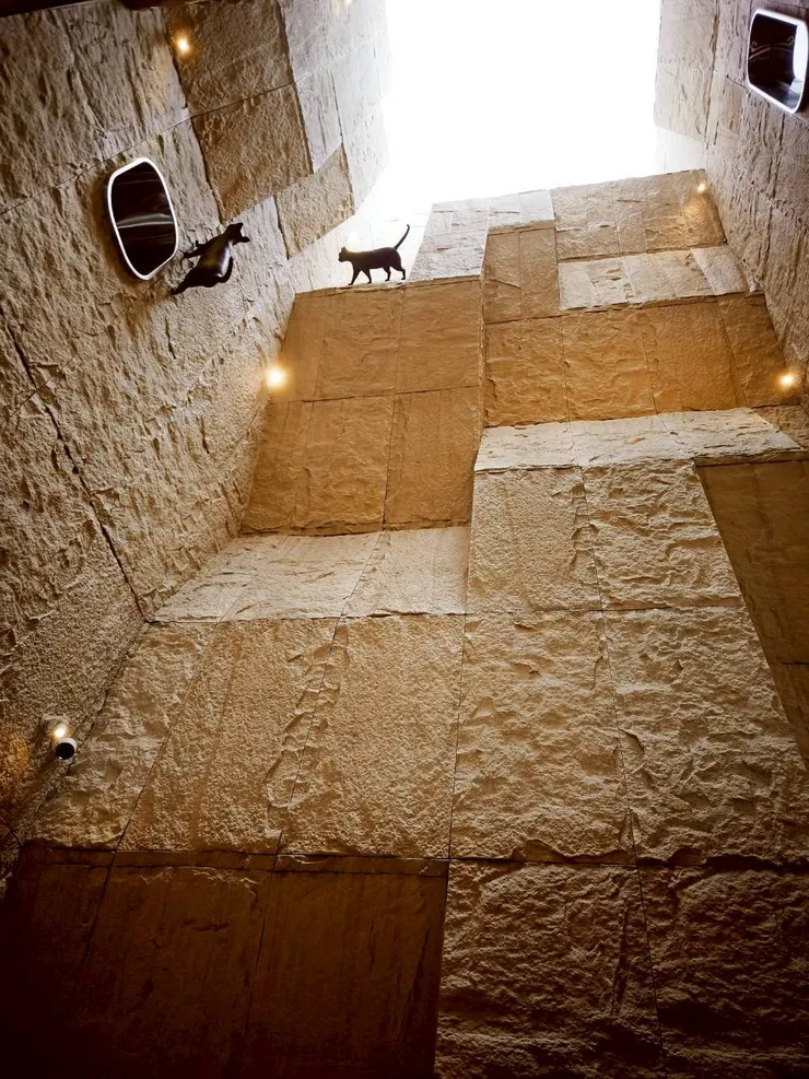 抬頭往上看有兩隻貓貓在牆面漫步