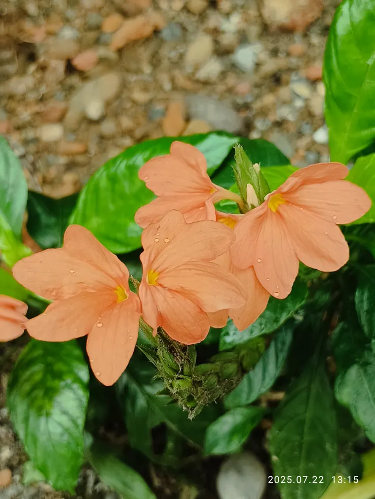 鳥尾花有橙黃兩色，自拍攝