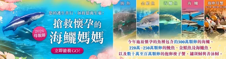  搶救懷孕的海鱺媽媽