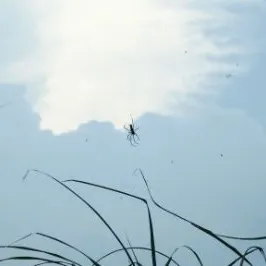 沙野愛撒野的沙龍