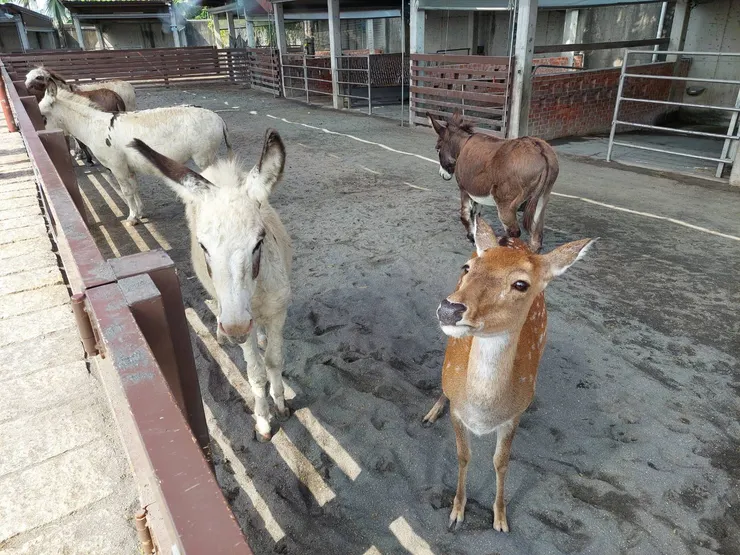 梅花鹿及迷你驢