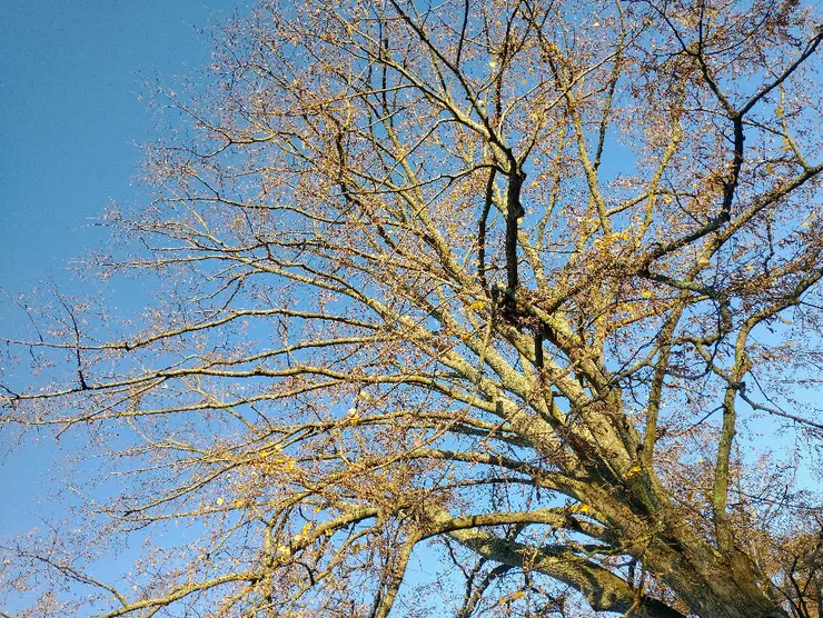 枯枝殘葉晚蕭蕭