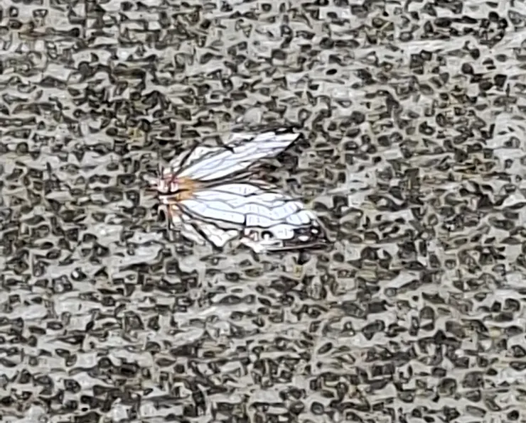 網絲蛺蝶,又稱為石牆蝶,和石階顏色相近。