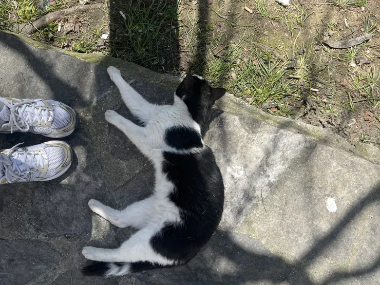 稱讚一下我的戰鞋！十天陪我爆走超過兩萬步，腳也不會痛。亞瑟士，推推！