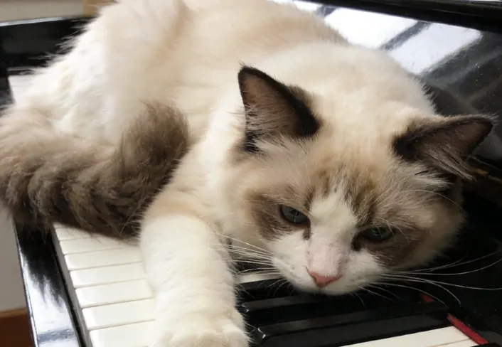 耳朵的秘密篇：飛機耳不一定是生氣？解碼貓咪 180 度雷達的沈默訊號