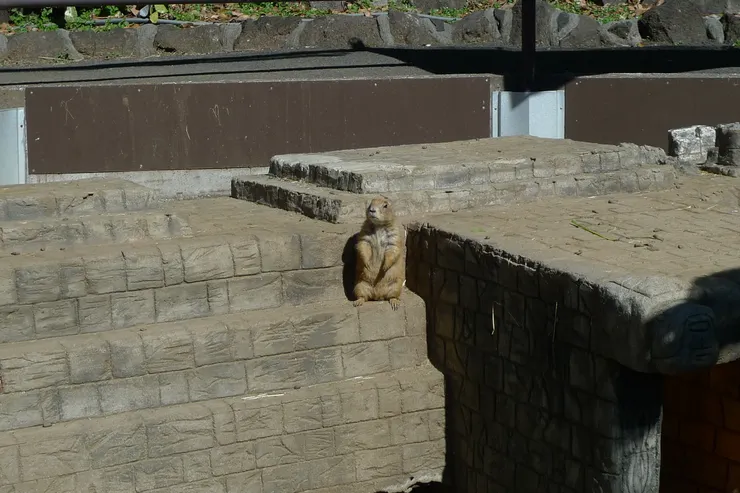 我只是松鼠的一種