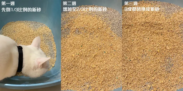 ↑Albert一開始有點好奇，但適應的滿快速的! (第一張圖看起來好像很多木屑砂，但其實我只有放薄薄一層在上面，份量不多)