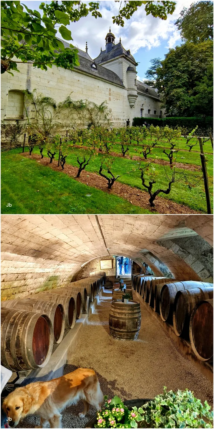 【圓頂建築後方的葡萄園和酒窖,這裡狗狗倒是可以跟。】