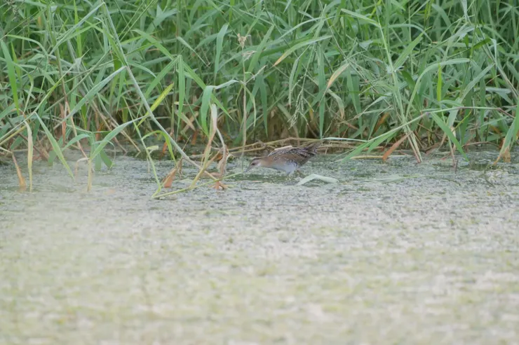 不易察覺的小田鷄