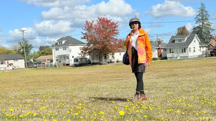 白天地上有閃閃發亮的小黃花