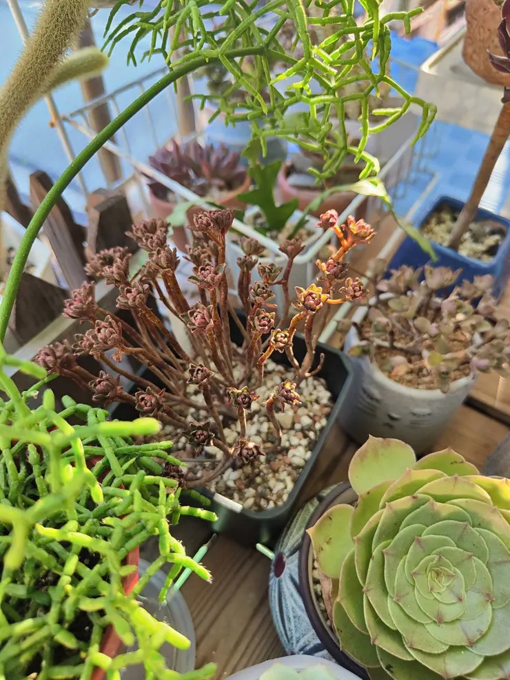 樹狀之小人之祭第三年度夏 + 萬聖節法師第二年度夏