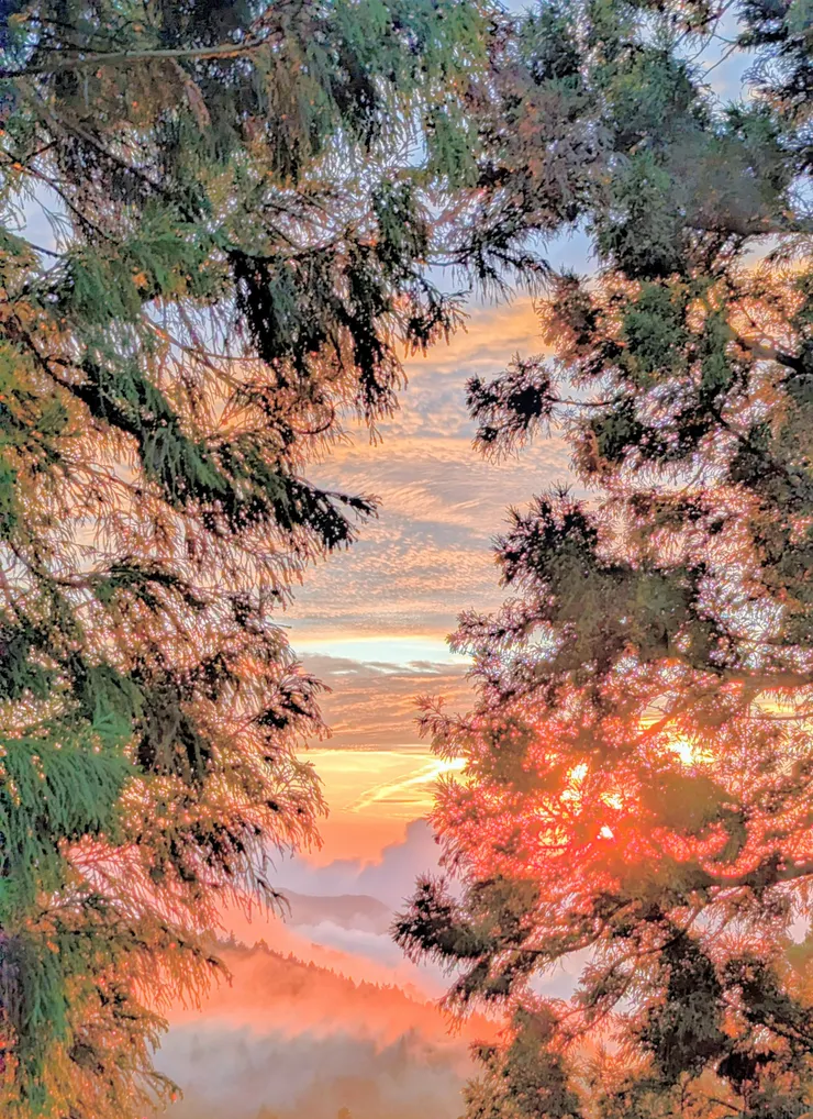 拍攝於：庇蔭｜pixel7