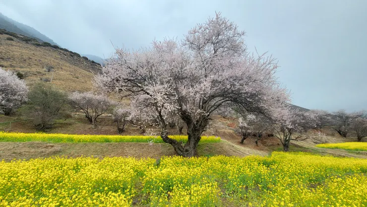 林芝嘎拉桃花村(當天下雨，有不一樣的美感)