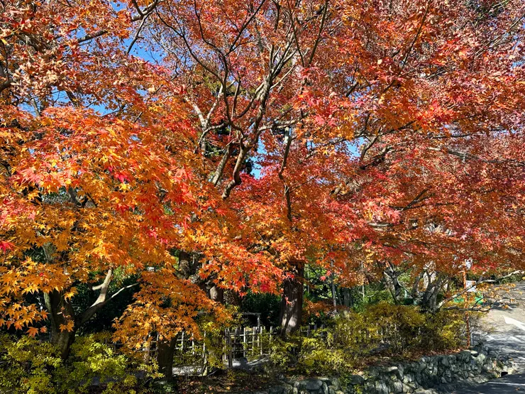 神社和寺廟都可以看見漂亮的樹林