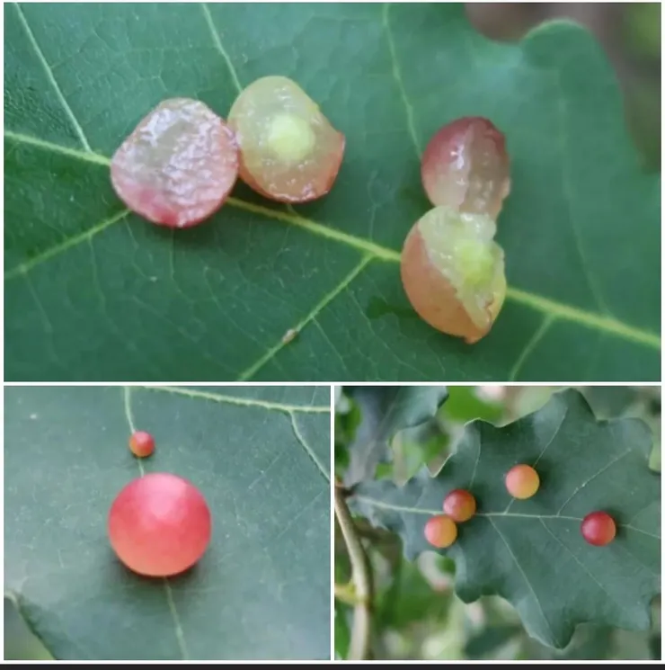 蒙古櫟葉片上果子