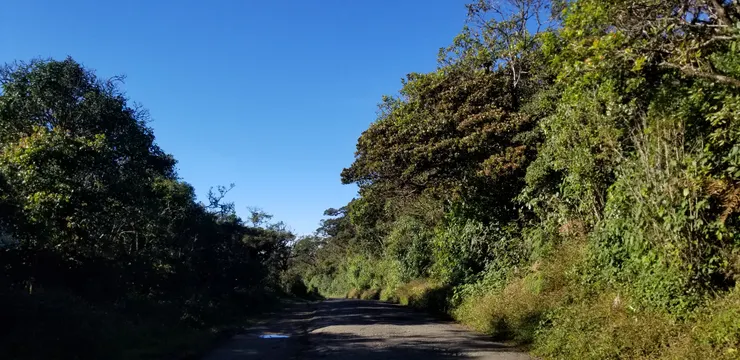 道路兩旁便找到鳥