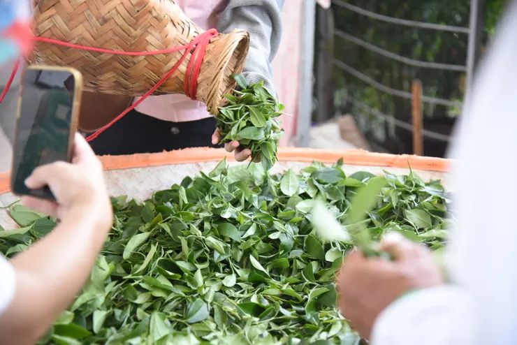 凋萎是整個製茶的關鍵。（筆者攝影）