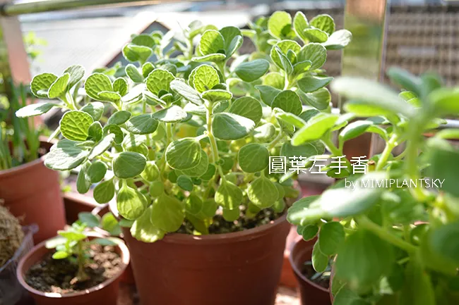 圓葉左手香 左手香扦插法