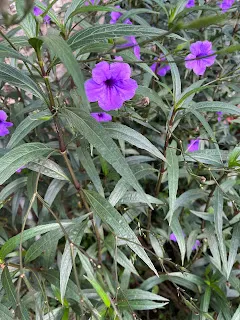 有一位老和尚和一位小和尚在天黑後要返回山上寺廟，但路很崎嶇，怕一不小心就摔落山溝裡去；路上林木茂密，也可能有野獸出沒會攻擊二人。當小和尚提出這樣的擔憂時，老和尚僅淡淡回道：看腳下一步一步慢慢走。