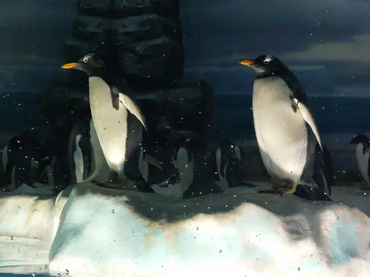 再一張岸上的企鵝