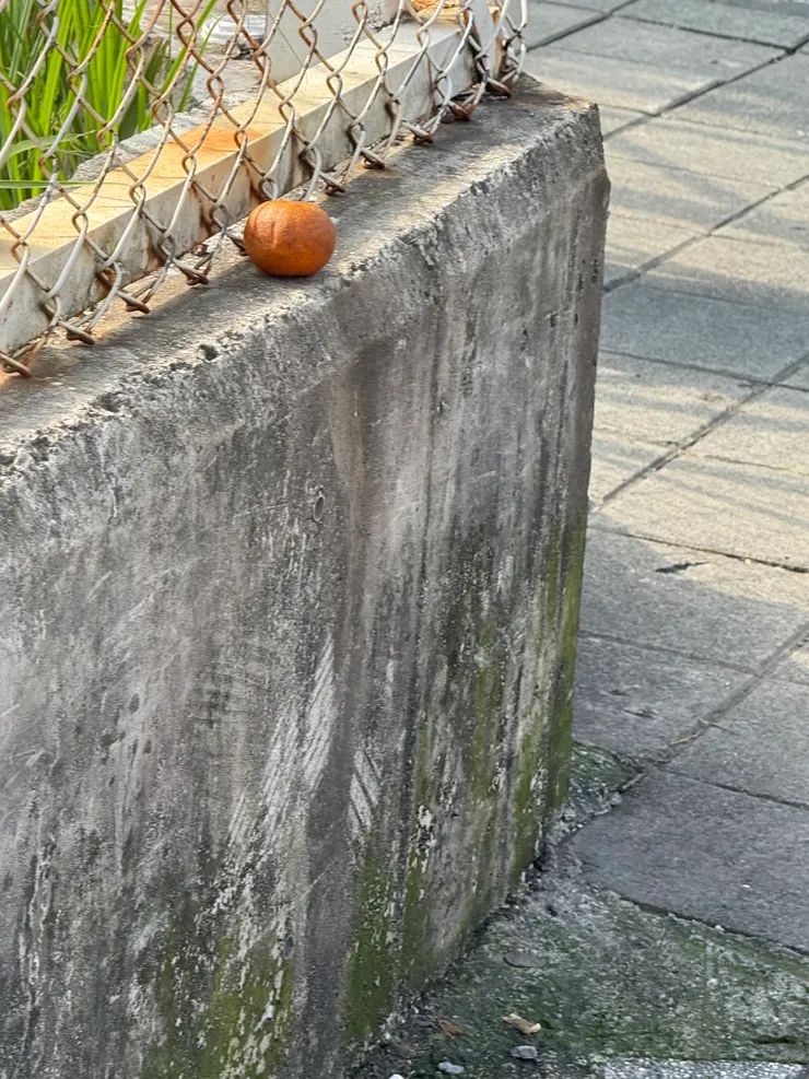 2026/01/09 路邊的一顆橘子